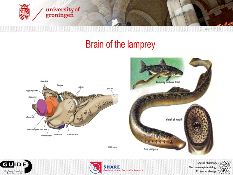 Brain of the lamprey May 2016  | 3